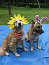 01_0004.JPG: Eeyore's Birthday 2004: Eeyores dogs with headbands