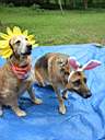 01_0005.JPG: Eeyore's Birthday 2004:  Eeyores dogs with headbands