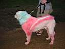 01_0065.JPG: Eeyore's Birthday 2004:  Eeyores dog with racing stripe